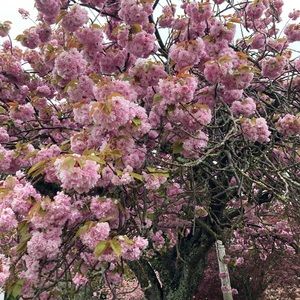 Meet your Posher, Marlene